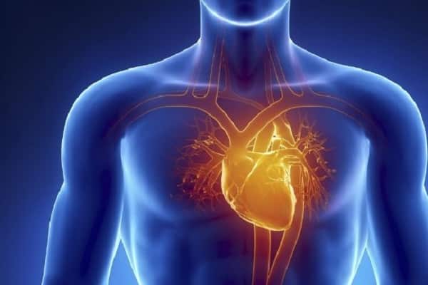 kardiovaskulárního systému