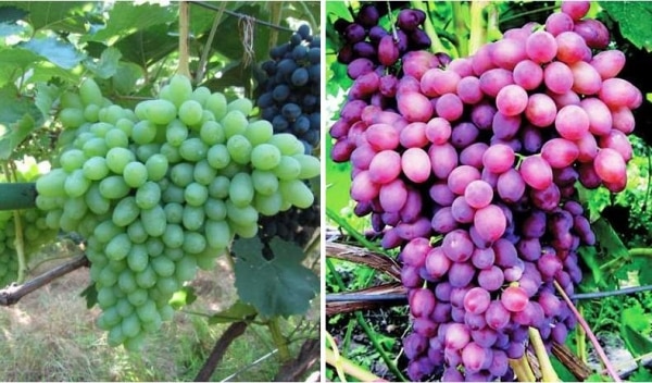 UVAS DIFERENTES