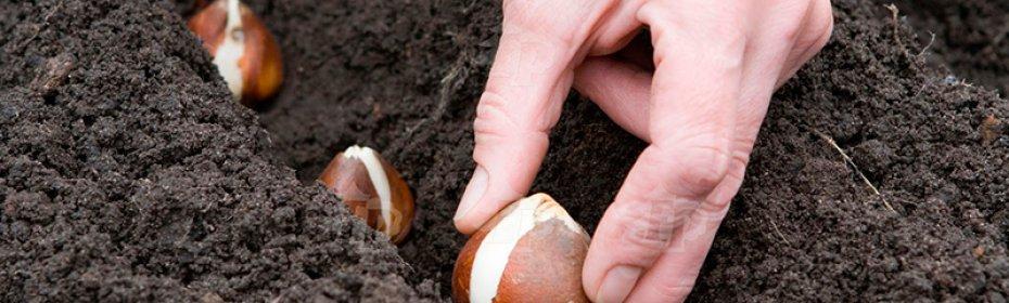 replanting tulips