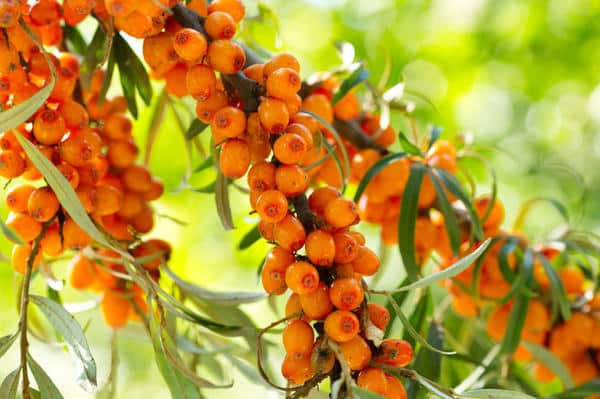 ripe sea buckthorn