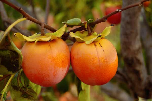 Persimmon cultivation