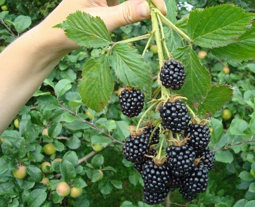 fresh blackberries