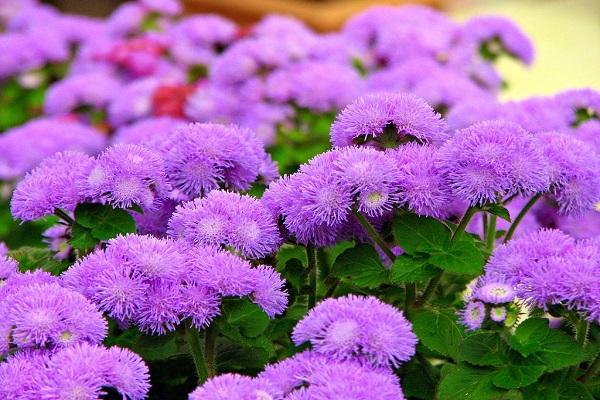 flower purple 