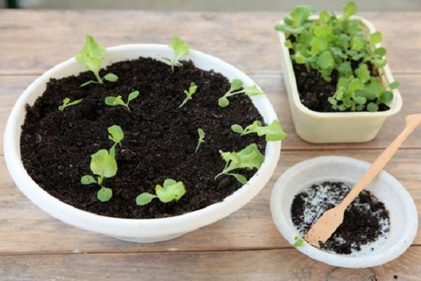 picking seedlings 