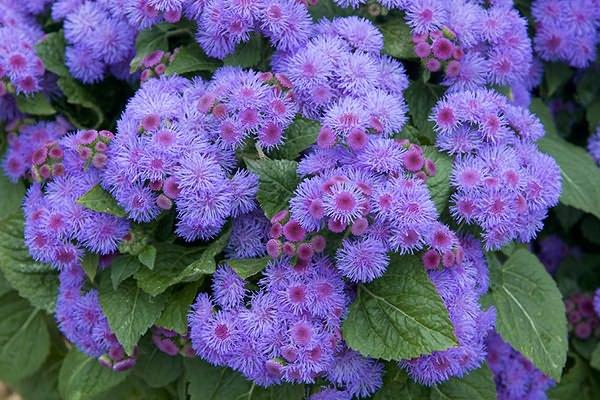 bunches of flowers 