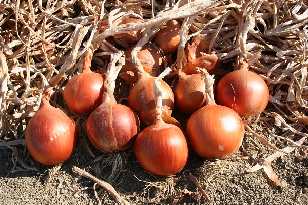 variétés résistantes au gel