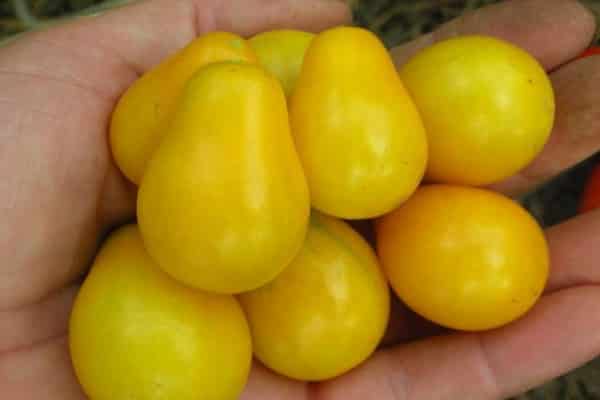 bush seedlings