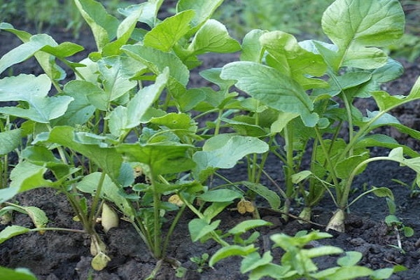 mga uri ng salad