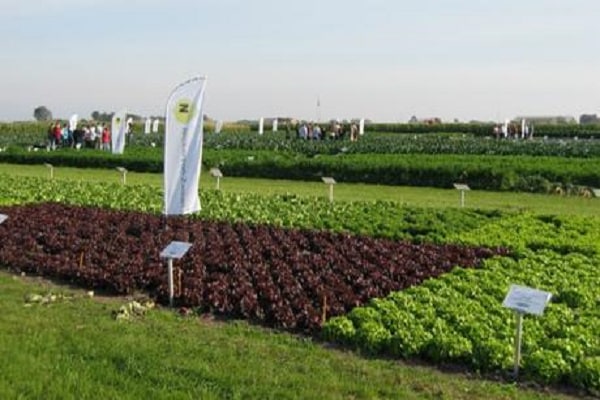 hybrid varieties