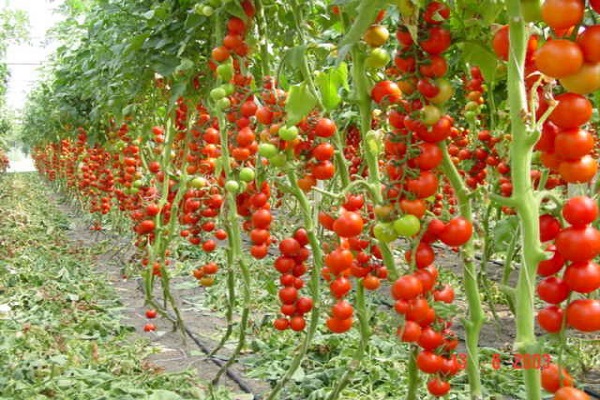 Gama de Produtos