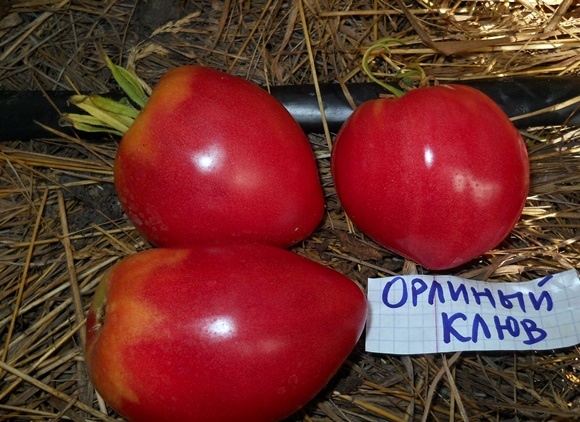 appearance of an eagle beak tomato