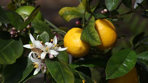 el limon no florece