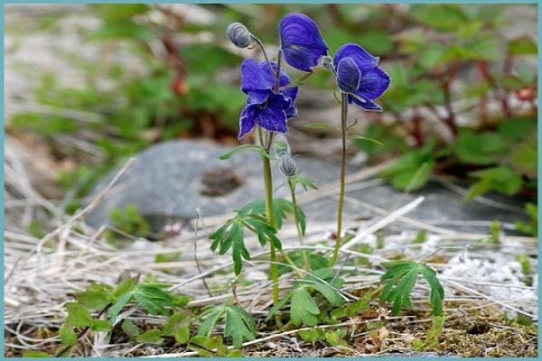 Blüte im Wald 