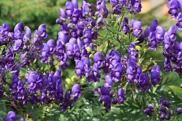 lilac na bulaklak