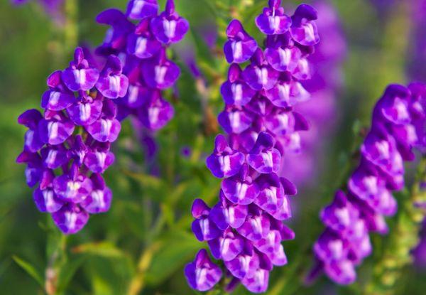 Blumen auf dem Feld