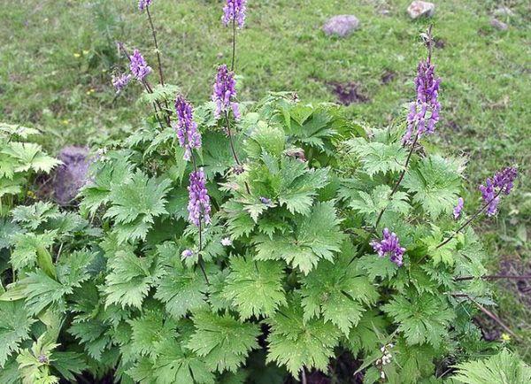 aconite bush