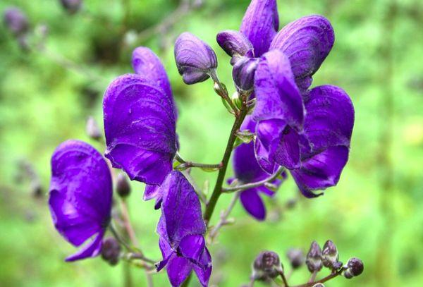 aconite na bulaklak