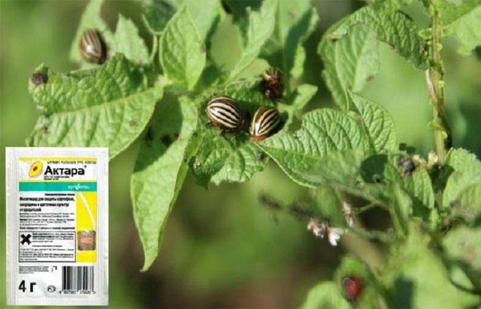 insecten op aardappelen 