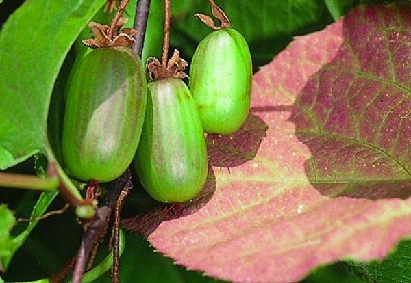 Actinidia kolomikta