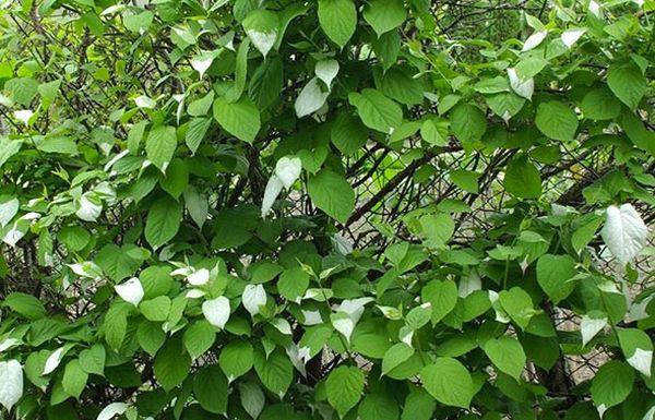 Actinidia-Blätter