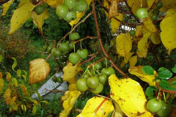 сазревање воћа