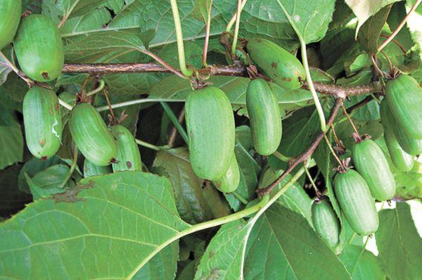 Fruits d'actinidia 