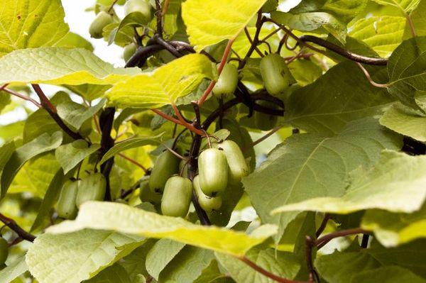 Arbre Actinidia