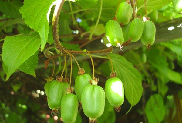 Actinidia marjat 