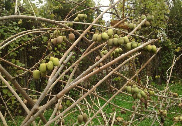 Actinidia sur un treillis