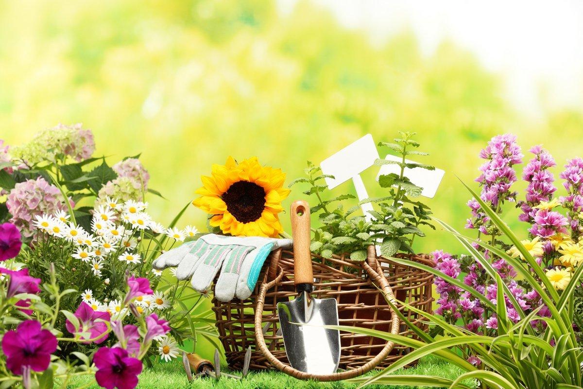 calcium pour les plantes