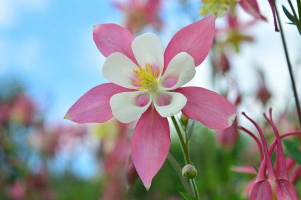 aparar aquilegia 