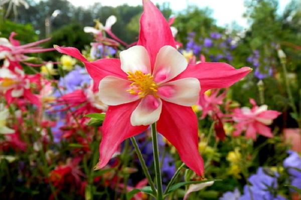 Stern Aquilegia