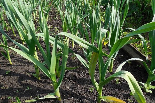 onions in the garden 