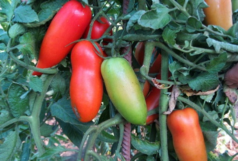 Tomate mustang écarlate dans le jardin