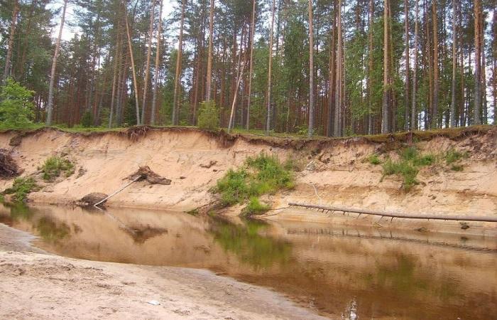 zand en dennenbomen 