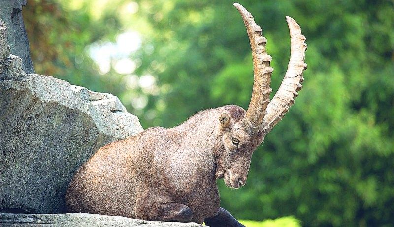 alpine ibex