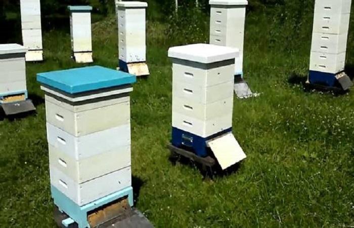 Chov včel v alpském úlu, kresby a jak na to sami