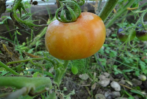 gelbe Tomate