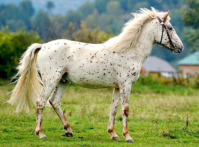 Race de cheval de l'Altaï