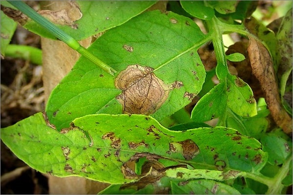 planting material