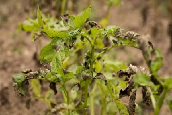 eliminating Alternaria