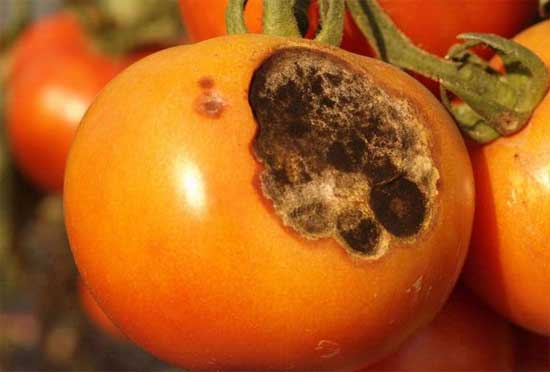 tipo de tomate con tizón por Alternaria