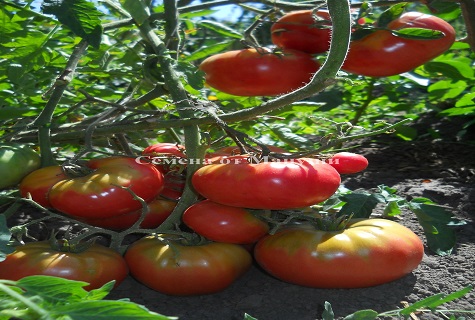 Tomate auf dem Boden