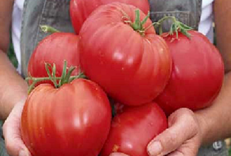 Tomaten in den Händen 