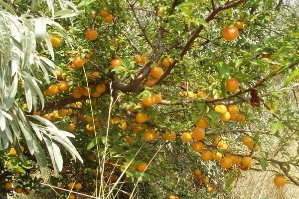 Obstbaum 