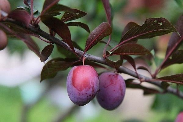 cherry plum Lama