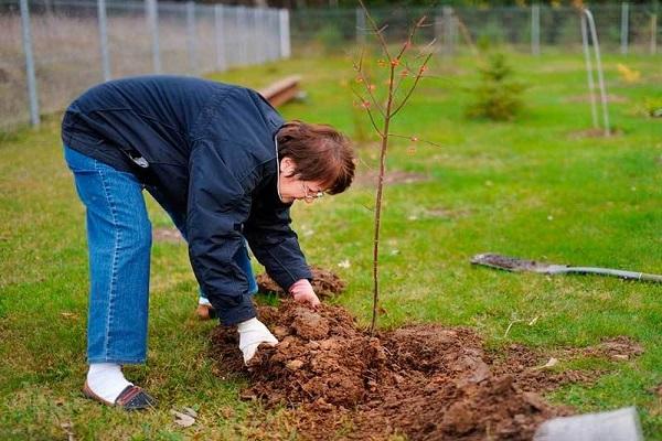 planting technology 