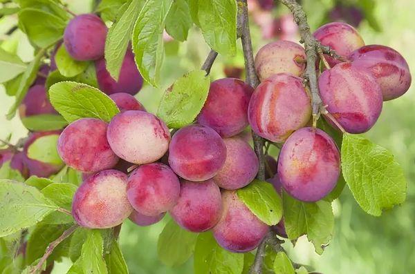 Plody třešňových švestek