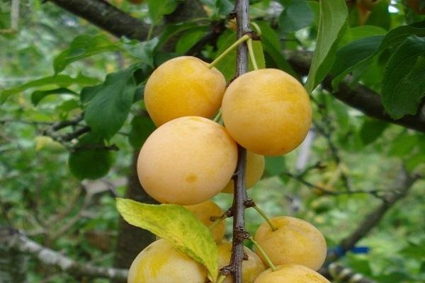 mga katangian ng cherry plum