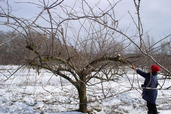 wächst im Winter 